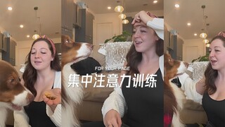 Jika hanya boleh mengajari kamu satu latihan anjing, maka pastilah latihan untuk memusatkan perhatia