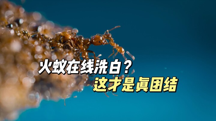 Semut api online cuci tangan? Harus diakui, ini baru benar-benar solid!