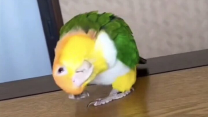 ไอเทมเด่นแห่งโลกนก