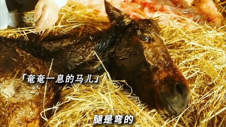 โลกมีป๋ออเล่อ แล้วจึงมีม้าพันลี้