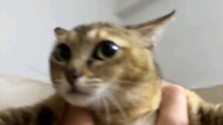My Cat and I: Interstellar