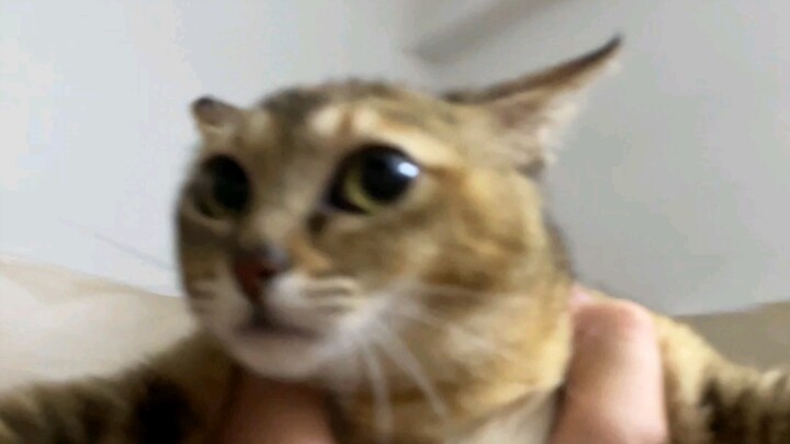 My Cat and I: Interstellar