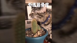 外练筋骨皮，内练一口气，让你火不上身金钟罩体