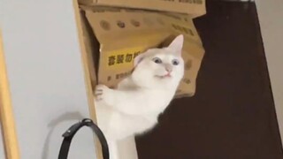 “Buruk, otak kecil tiba-tiba lengket”