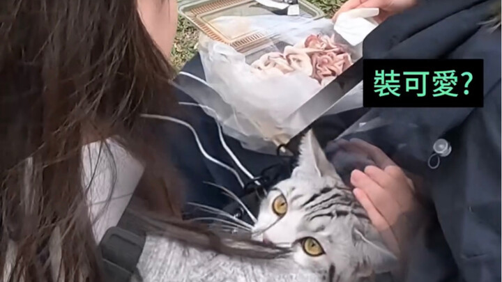 猫：我不会后空翻，只能帮你到这了