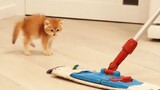 Scaring Kitten With a Mop