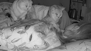 เหตุผลที่ต้องปิดประตูเมื่อแมวนอน