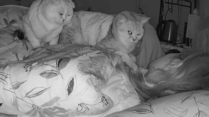 Why you should close the door when your cat is sleeping