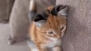 Kucing oranye yang memiliki sepasang telinga abu-abu ternyata terlihat lebih lucu