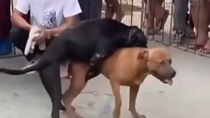 Big dog, big dog, let’s get together