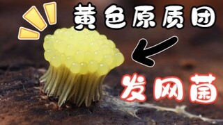 Finally I took a photo of the yellow mass of hair fungus