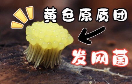 总算拍到了黄色原质团的发网菌