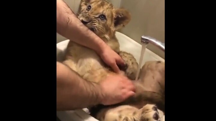 “Kamu mandiin aku, aku juga mau menjilati bulu-bulumu”