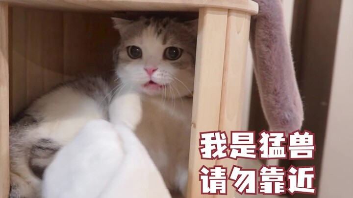 Little kitten gets snapped at by a weird thing!