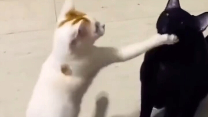 แมวน้อยจะมีความคิดไม่ดีได้ยังไงล่ะ?