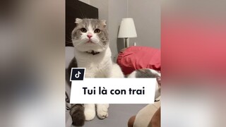 Một câu chuyện có thật tại thú y, dthg quá ai nhìn cũng tưởng bé gái khum 😆 cat mèo trending xuhuong fyp catlover cutecat