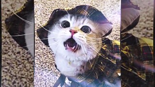 Kitty Cute 丨Edit