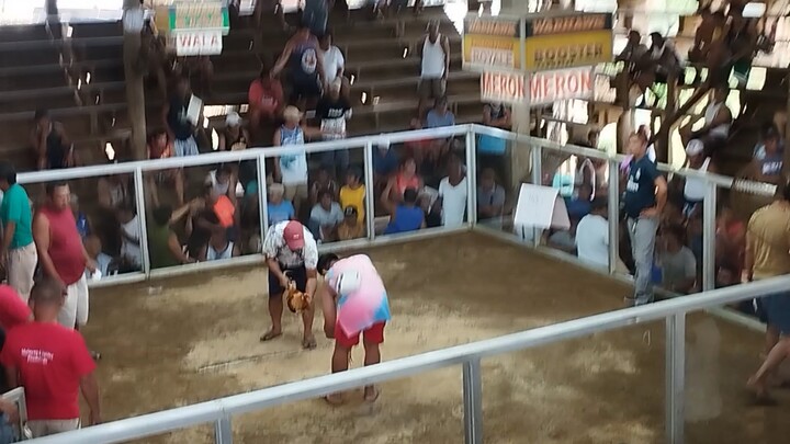 2cocks champion in cabay eastern samar march 16 2024 first win