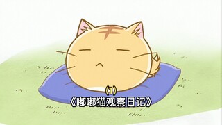 一只拥有奇特身材的圆形小猫！