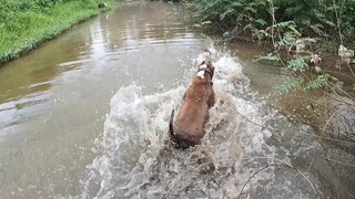 Pitbull Max Dẫn Đàn Em Truy Sát Quái Thú|Săn Bắt Ẩm Thực Vùng Cao