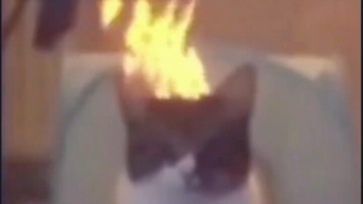 เฮ้! แมวของคุณ เหมือนมันกำลังงอนอยู่นะ!