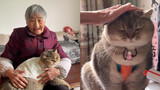 After the girl returned to her grandma's house, she unexpectedly discovered that the cat was so fat 