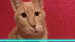 蓝线挑战下的小猫咪们居然是这样的哈哈哈哈哈哈哈哈哈哈