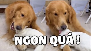 Khi Bạn Có Con Người Yêu Quá Ngon Chỉ Mún Mlem Tối Ngày 😁 | Pets TV