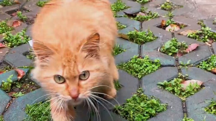 เจ้าส้มตัวน้อยเร่ร่อนติดตามฉันมา แต่ไม่คิดว่าจะทำให้ฉันประหลาดใจขนาดนี้