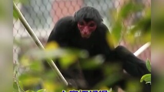 The animals at Nanjing Hongshan Zoo each have their own unique beauty.