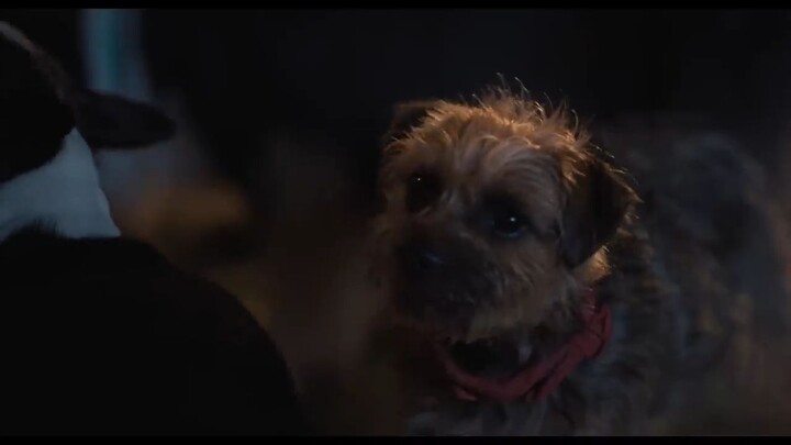 Strays watch full movie :  the link in description