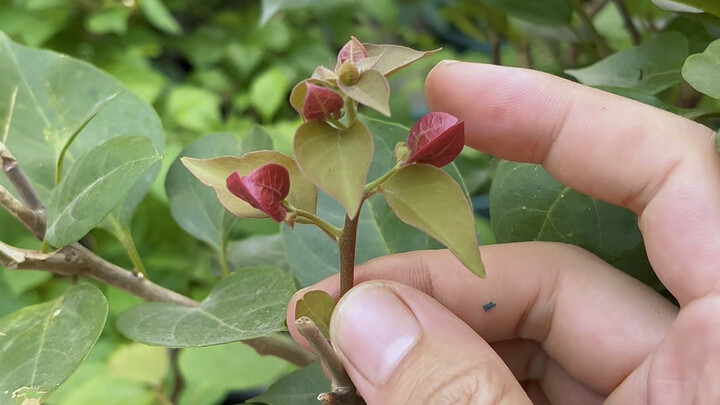 Bougainvillea won’t bloom? Follow these three steps and it’ll be covered in flowers!