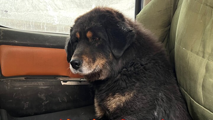 How to bring a wild stray Tibetan Mastiff home? It took me two years and 34 days.