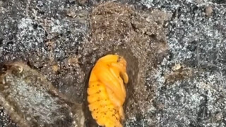 当清早被父母拉开被子：
