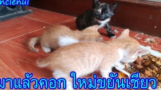มาอีกคอกหนึ่งแล้วครับ ขยันจริงๆๆ ซนแล้วก็กิน เหมียวง่าวววว