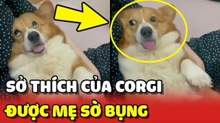 Bé Corgi có sở thích "QUÁI DỊ" là được mẹ SỜ BỤNG mỗi ngày 😂 | Yêu Lu