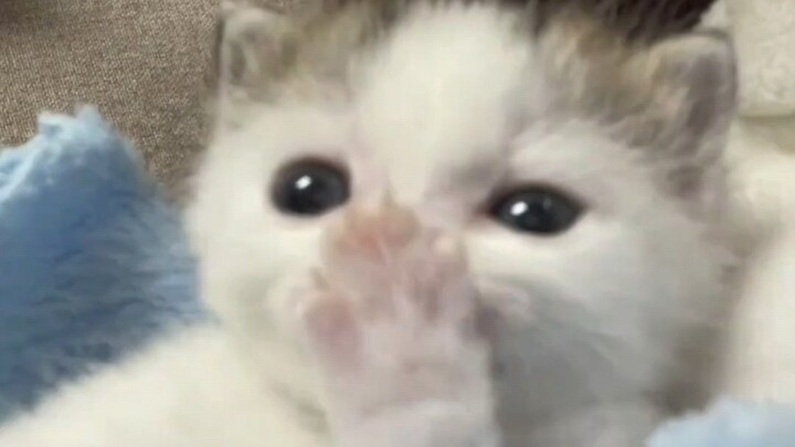 A little pouty mouth licking its paws