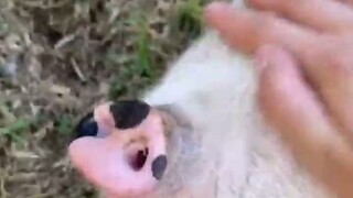 Penny the piggy absolutely loves being tickled by her owner—she's so comfy that she can't even stand