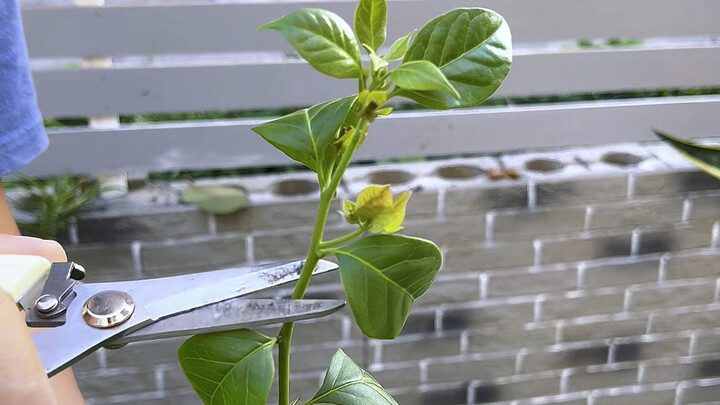 Bougainvillea Flower-Inducing Techniques