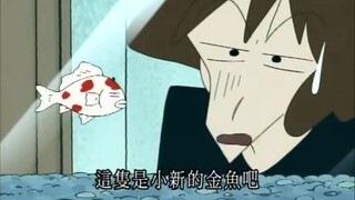 小葵的金鱼漂亮可爱，小新的金鱼跟他一样死鱼眼！