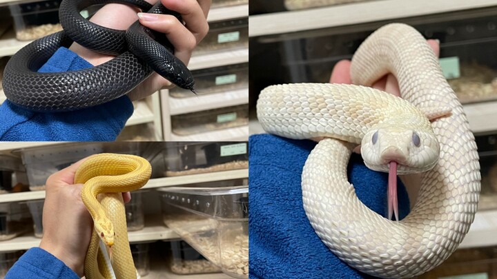 Three kinds of snakes suitable for novices.