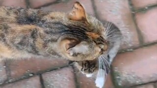 Not their own kid, yet they insist on dragging it home