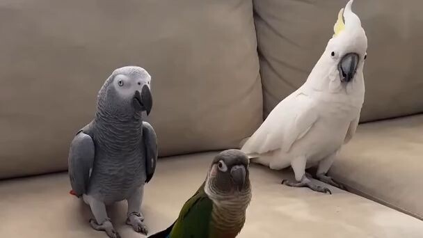 Funny Parrot