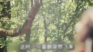 Isang nagwawalang baka ang biglang sumugod sa batang babae