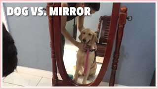 Dog’s First Time to See Herself in The Mirror