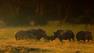 Rhino short compilation