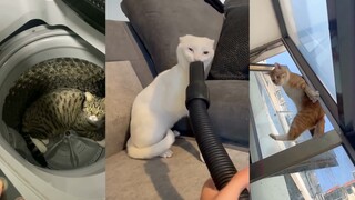 Kucing: Ini tidak lucu 😕