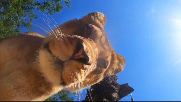 Holy crap?! First time experiencing the world from inside a lion’s mouth!
