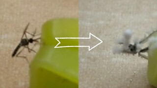 You can actually "freeze" mosquitoes to death with a lighter!