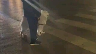 The Samoyed was very anxious